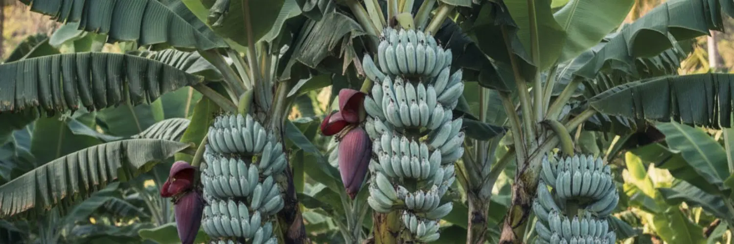 Banana: Ice Cream / Blue Java – Creamy, Cold-Tolerant, and Vanilla-Flavored Fruits for the Homestead