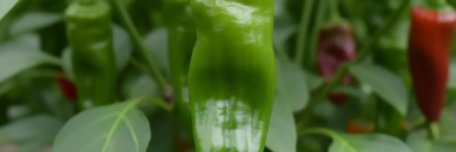 Hot Pepper: Shishito > Mild Heat, Prolific Yields, and Nutrient-Rich Flavorful Bites