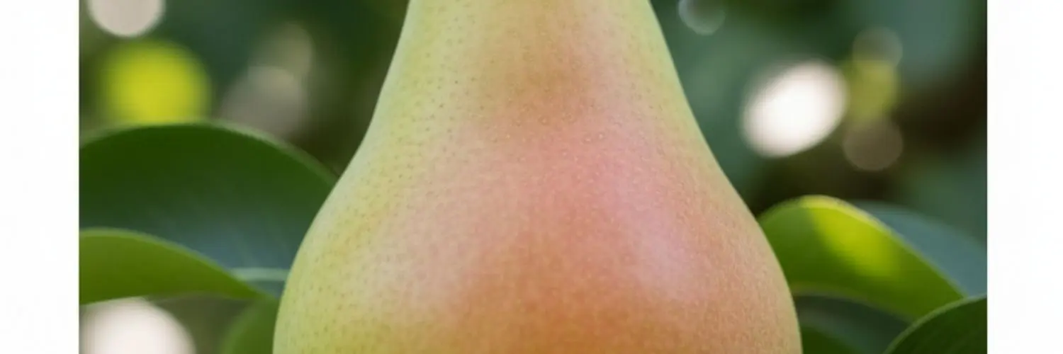 Pear: Moonglow > Fire Blight Resistant, Grit-Free, and Juicy Fruits for the Homestead Orchard