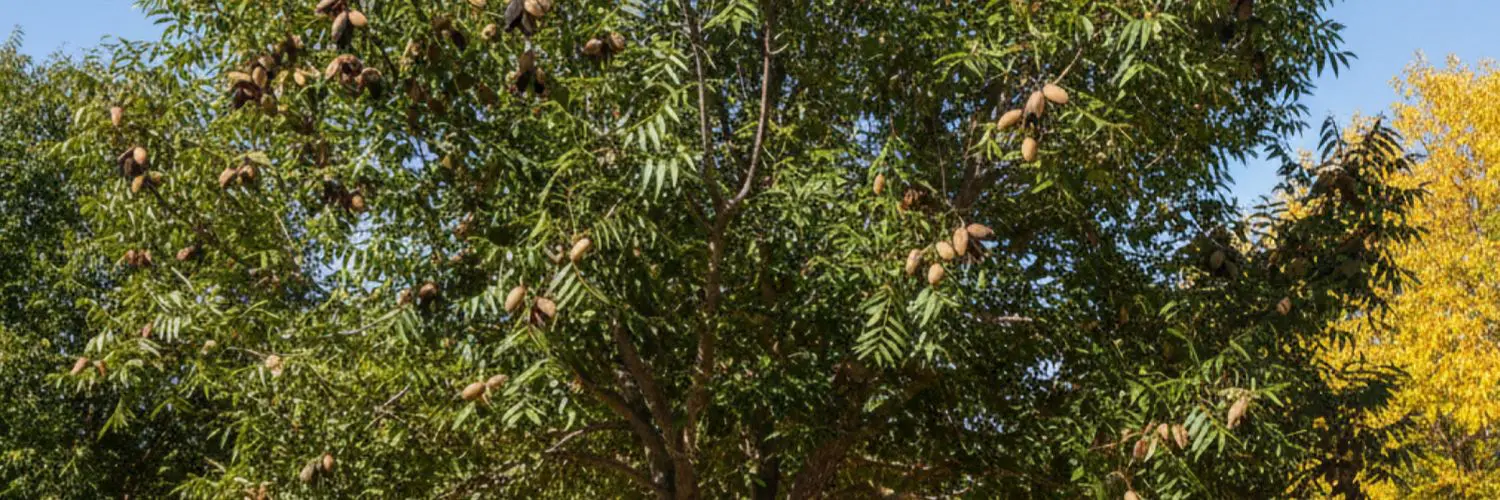 Pecan: Pawnee – Large, High-Quality Nuts with Heart-Healthy Fats and Antioxidants