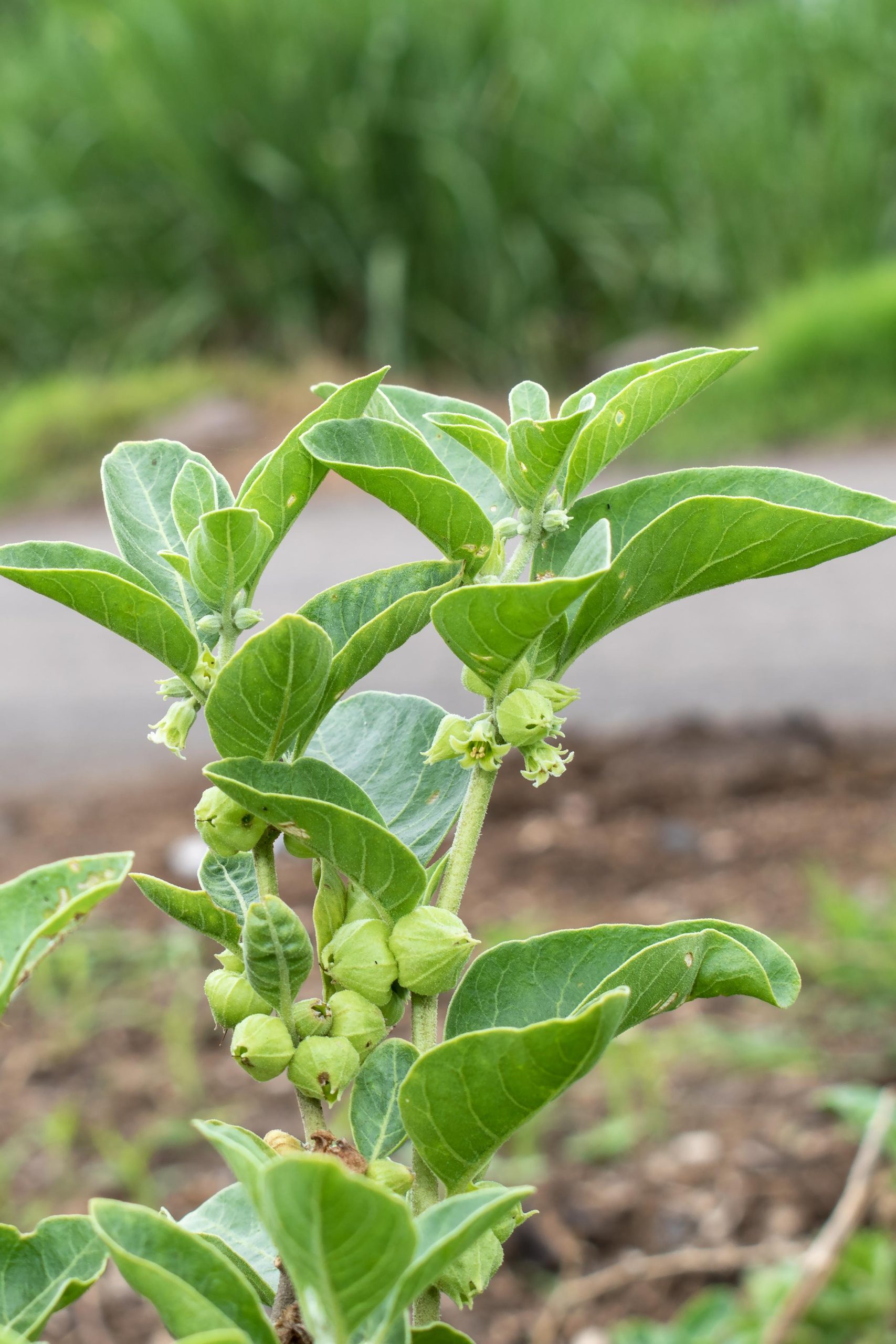 Ashwagandha